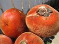 Velvet apple